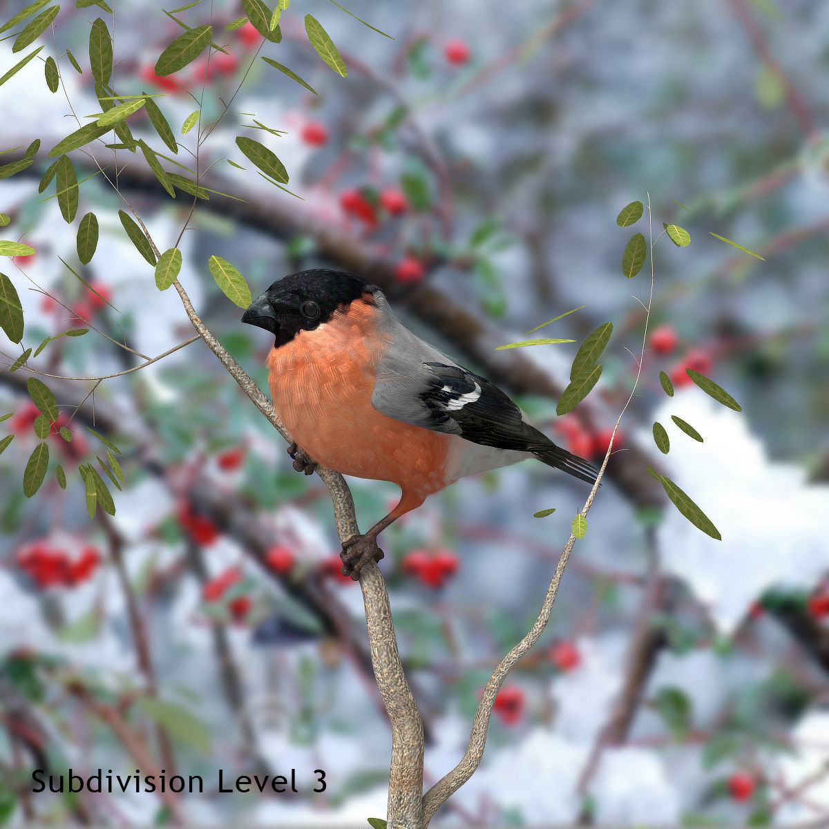Eurasian Bullfinch - rigged - animated 3D model_23