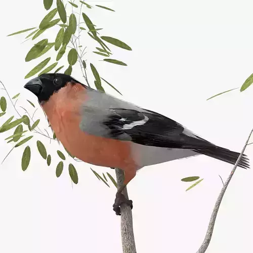 Eurasian Bullfinch - rigged - animated 3D model
