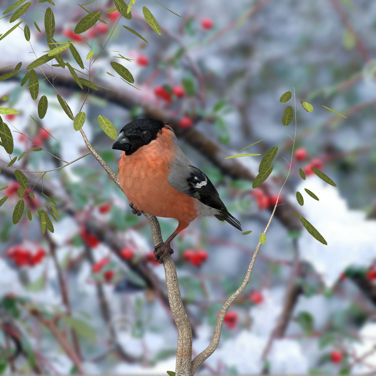 Eurasian Bullfinch - rigged - animated 3D model_13