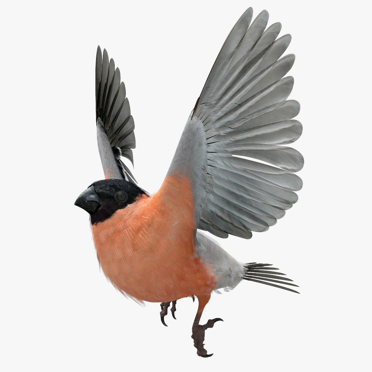Eurasian Bullfinch - rigged - animated 3D model_5