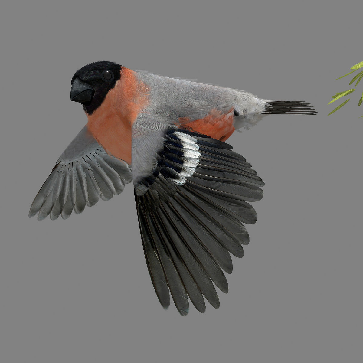 Eurasian Bullfinch - rigged - animated 3D model_29