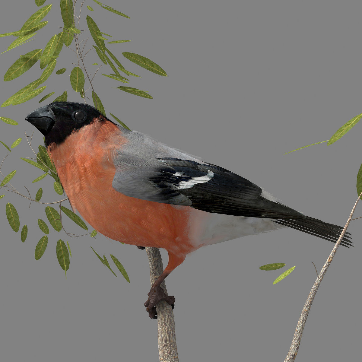 Eurasian Bullfinch - rigged - animated 3D model_21