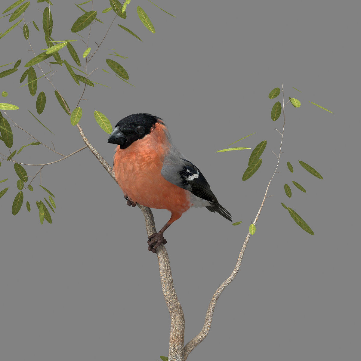 Eurasian Bullfinch - rigged - animated 3D model_8