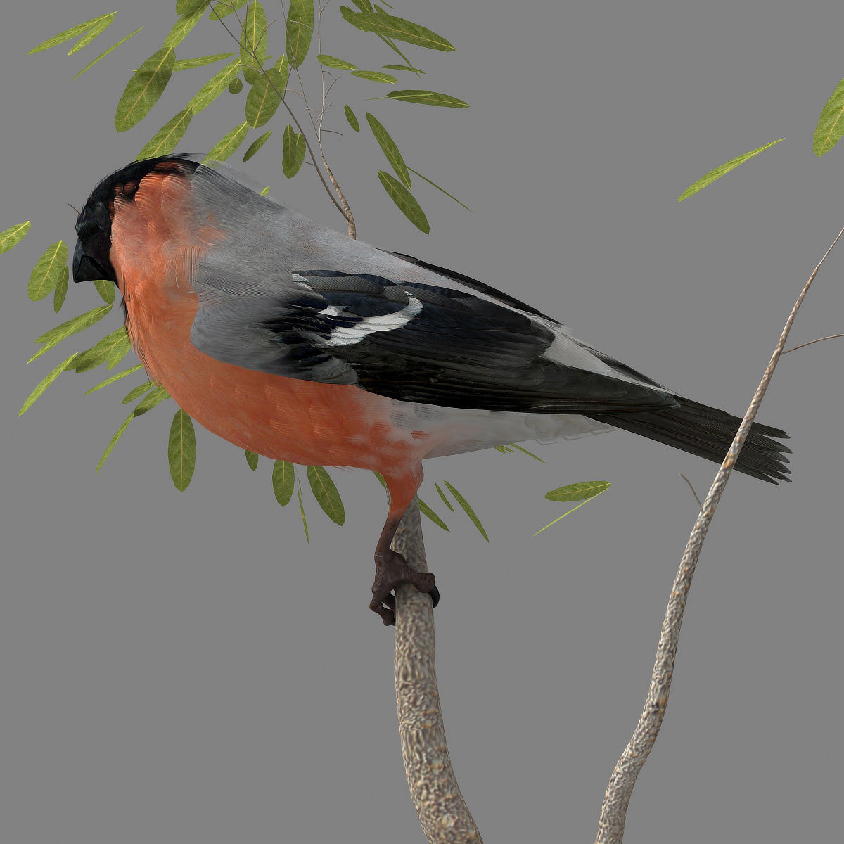 Eurasian Bullfinch - rigged - animated 3D model_14