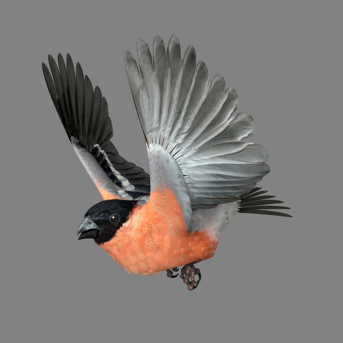 Eurasian Bullfinch - rigged - animated 3D model_27