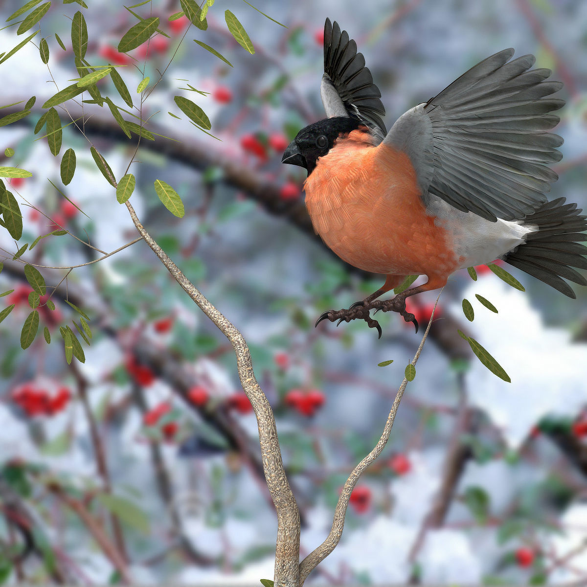 Eurasian Bullfinch - rigged - animated 3D model_16