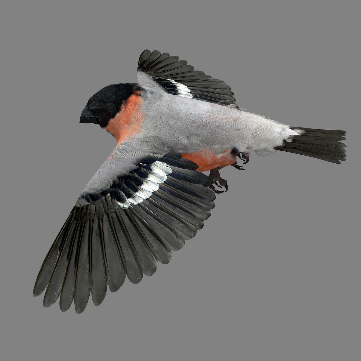 Eurasian Bullfinch - rigged - animated 3D model_31