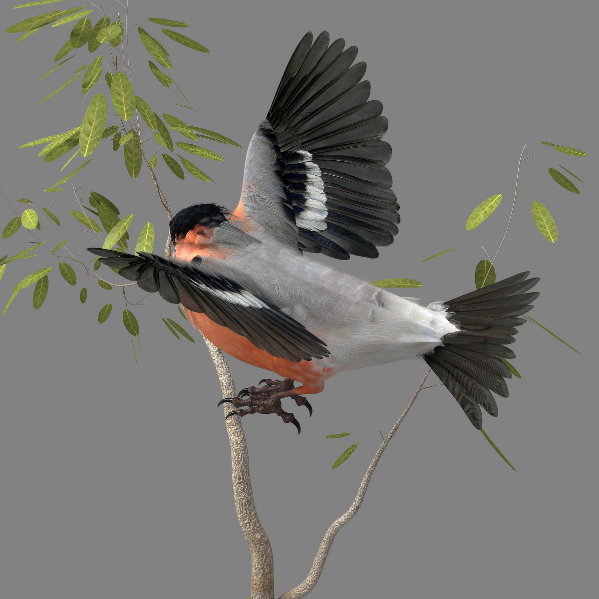 Eurasian Bullfinch - rigged - animated 3D model_28