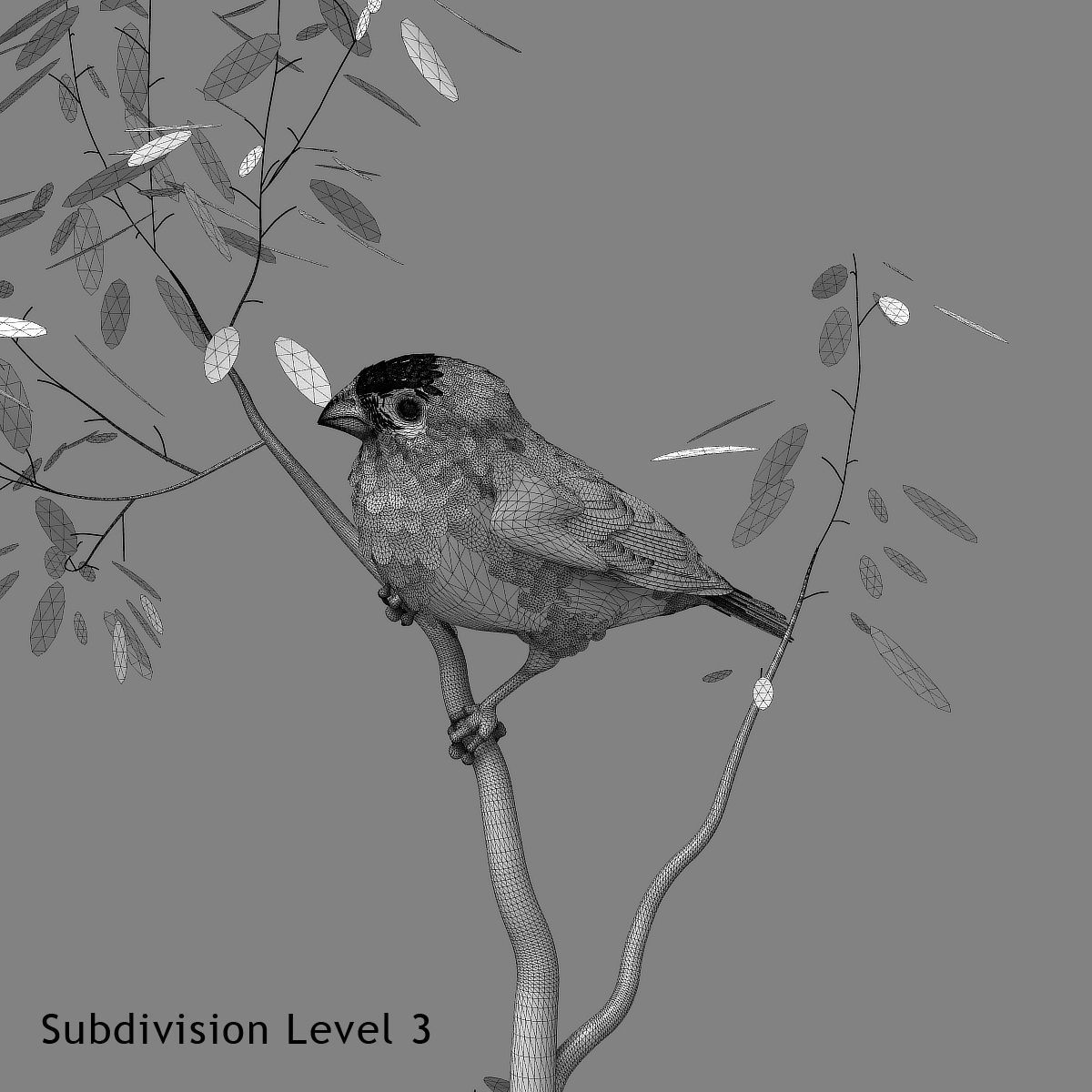 Eurasian Bullfinch - rigged - animated 3D model_11