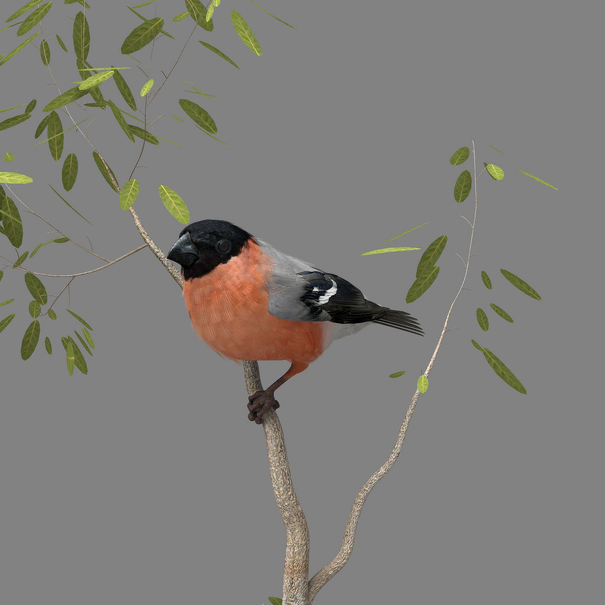 Eurasian Bullfinch - rigged - animated 3D model_24