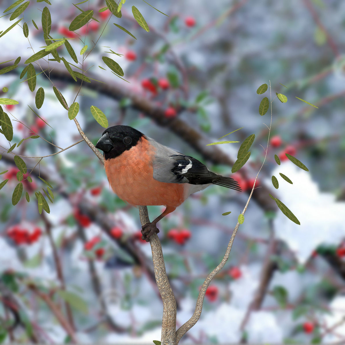 Eurasian Bullfinch - rigged - animated 3D model_10