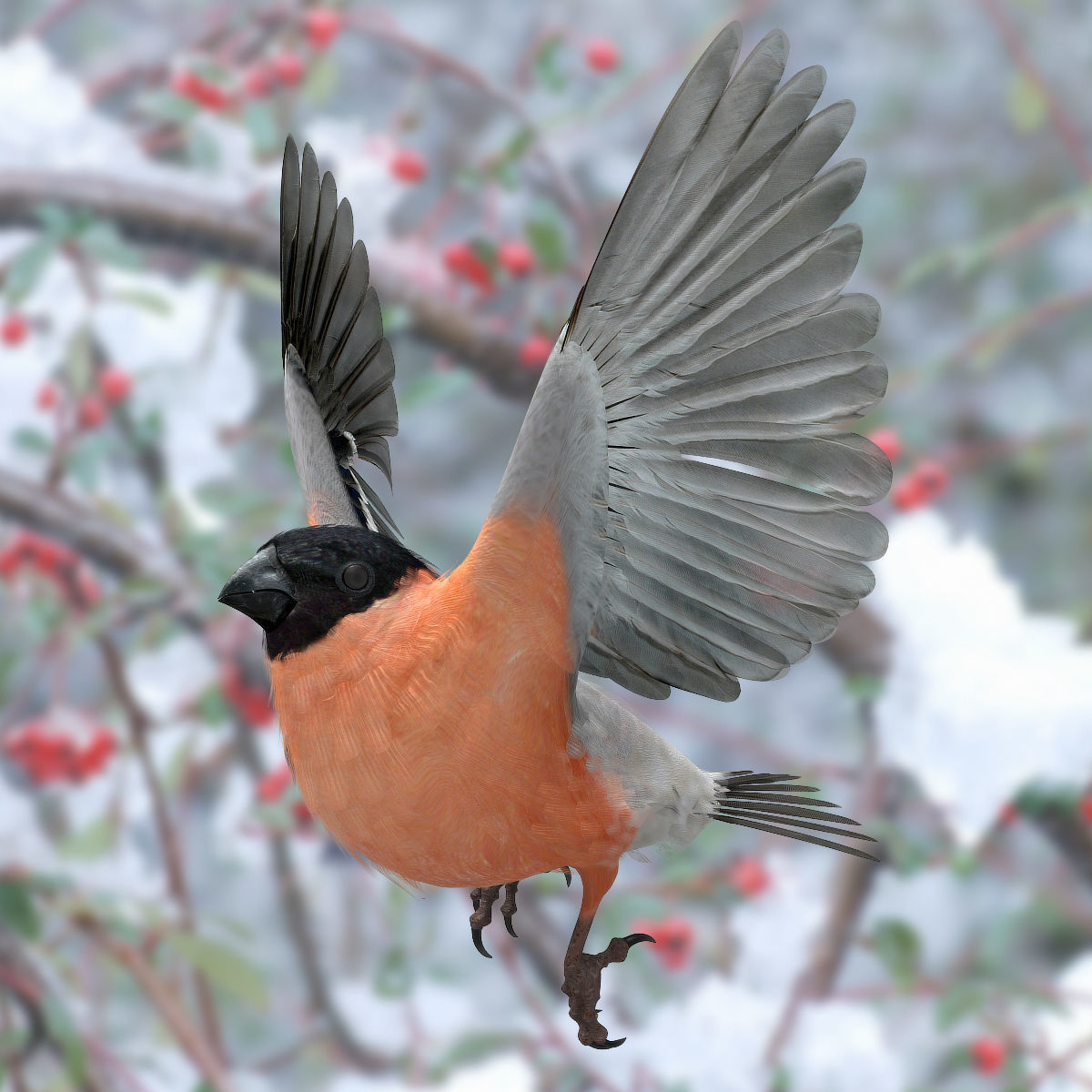 Eurasian Bullfinch - rigged - animated 3D model_6