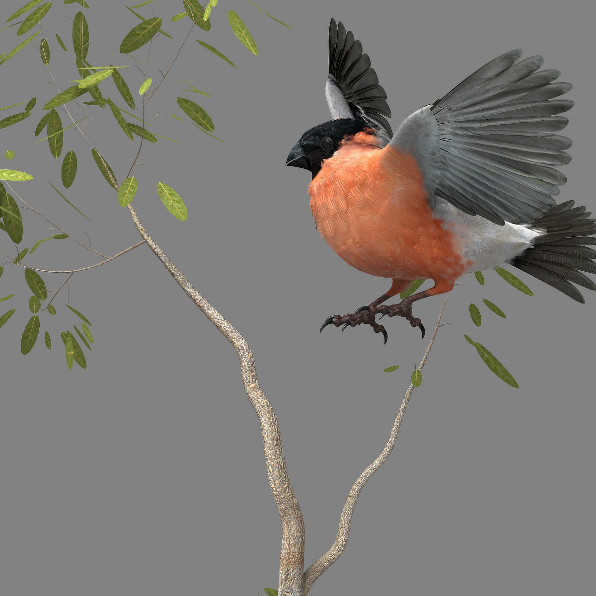 Eurasian Bullfinch - rigged - animated 3D model_15