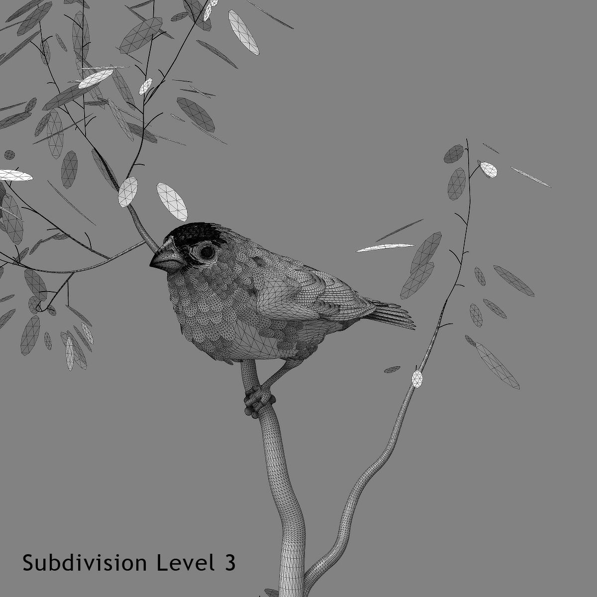 Eurasian Bullfinch - rigged - animated 3D model_9