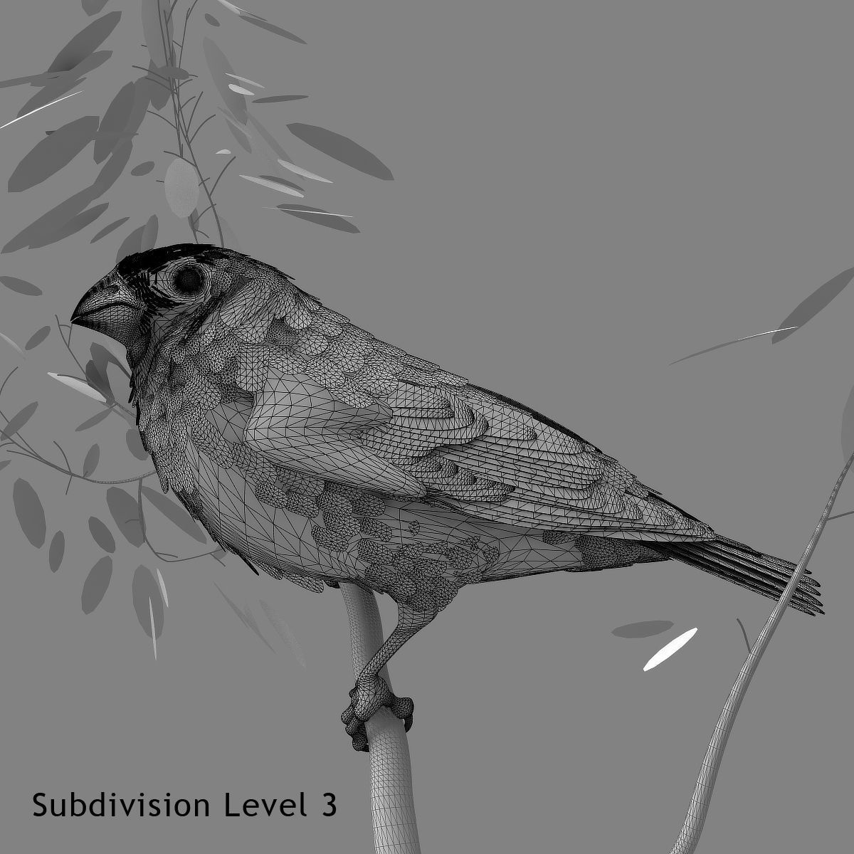 Eurasian Bullfinch - rigged - animated 3D model_19