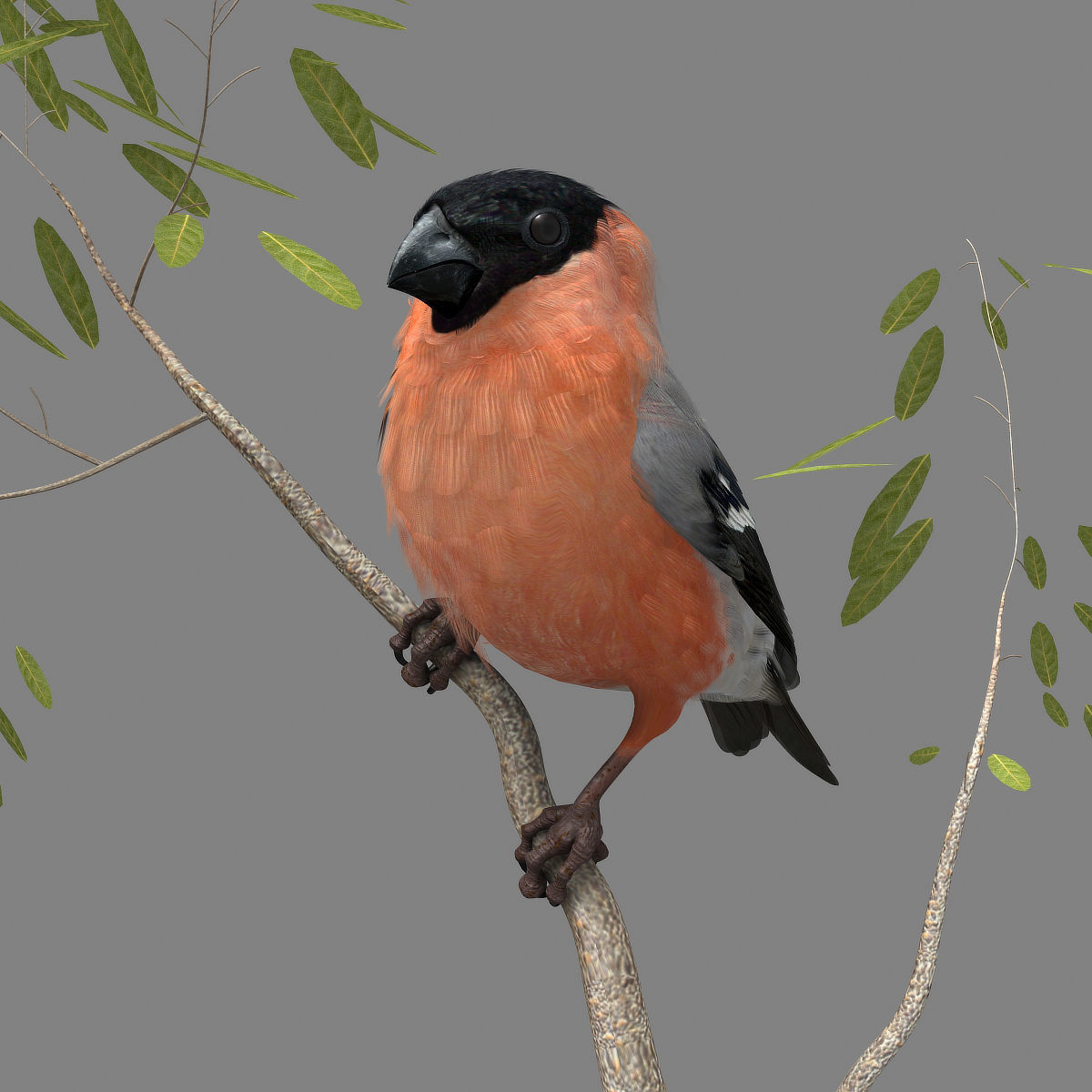 Eurasian Bullfinch - rigged - animated 3D model_25