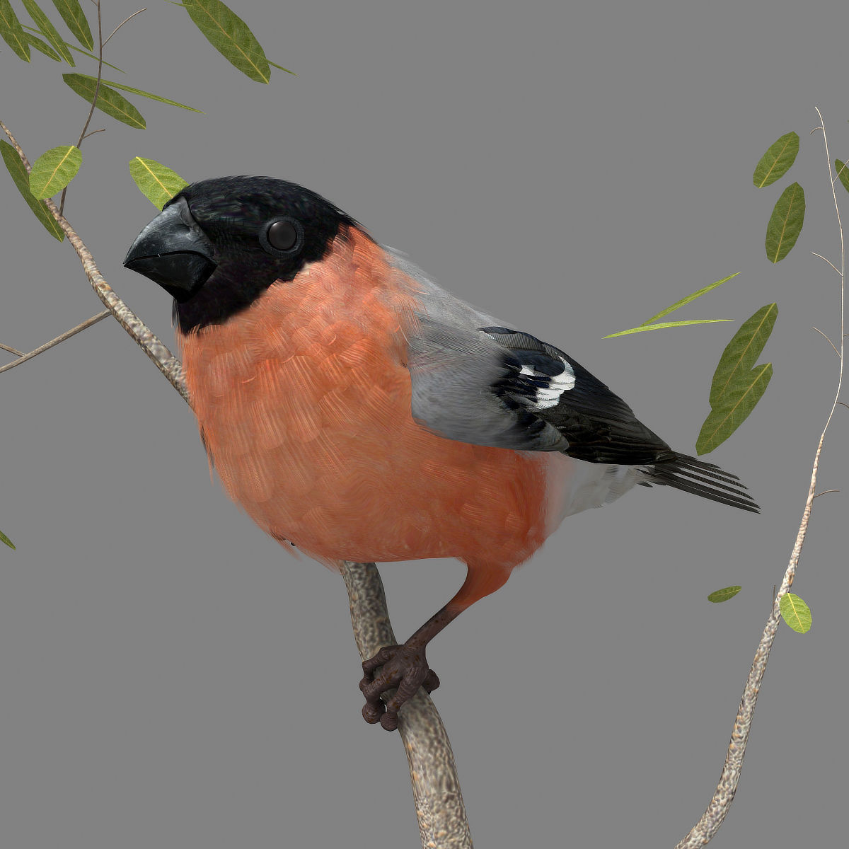 Eurasian Bullfinch - rigged - animated 3D model_17