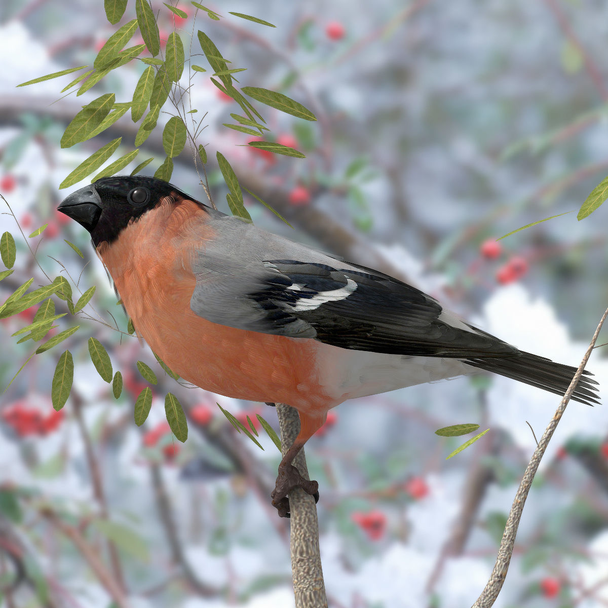 Eurasian Bullfinch - rigged - animated 3D model_4