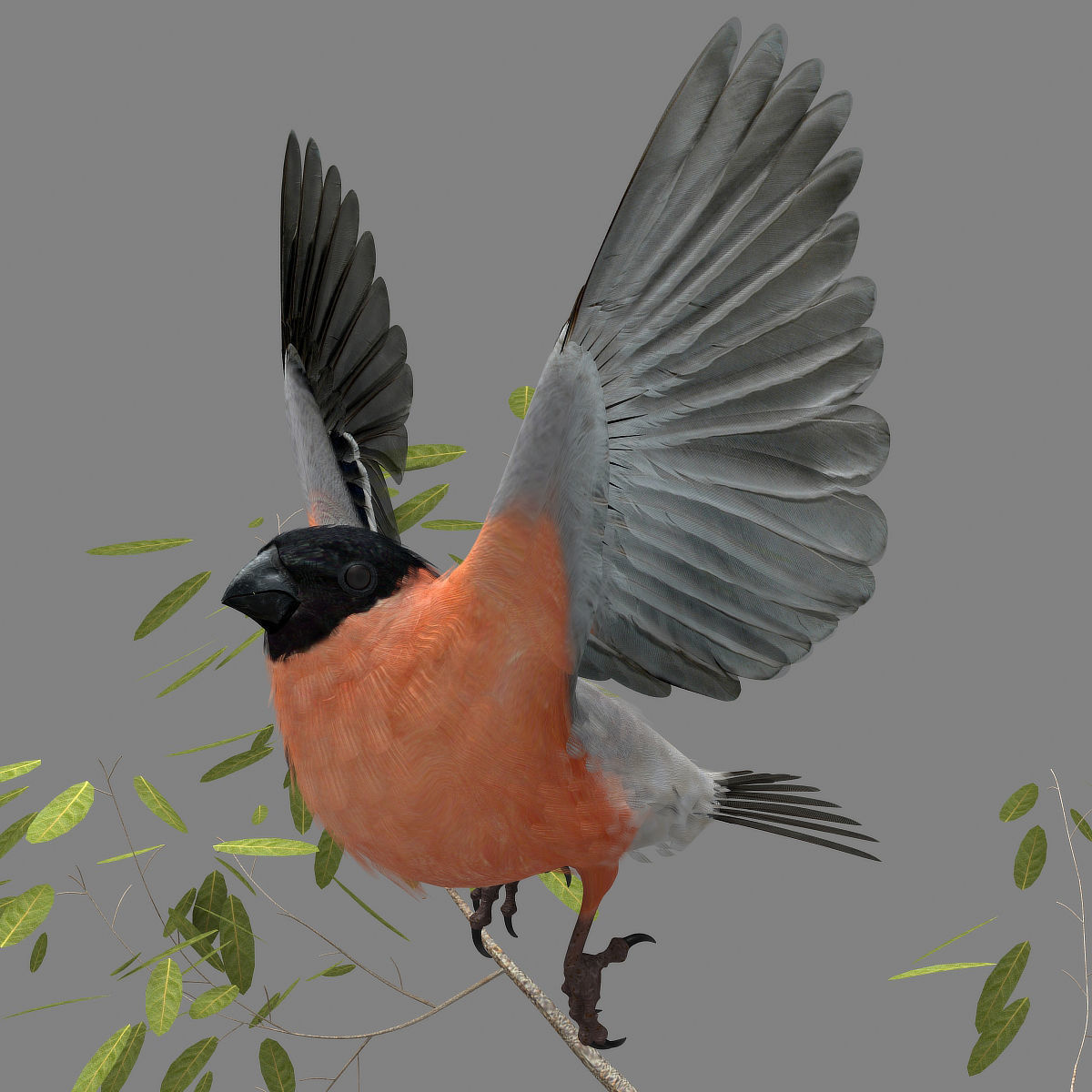 Eurasian Bullfinch - rigged - animated 3D model_7