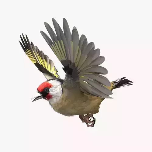 European Goldfinch - rigged - animated 3D model