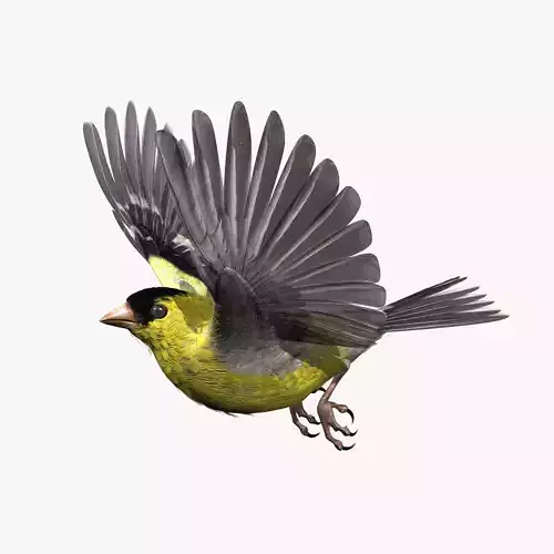 GoldFinch - rigged - animated - Standard - PBR - VRAY Low-poly 3D model