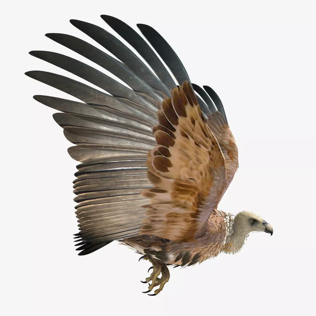 Griffon Vulture - rigged - animated 3D model_0