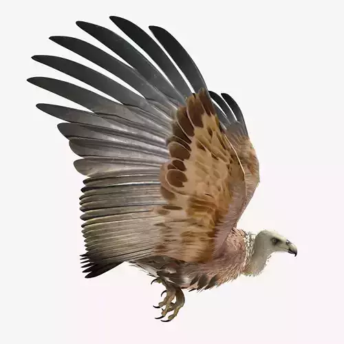 Griffon Vulture - rigged - animated 3D model