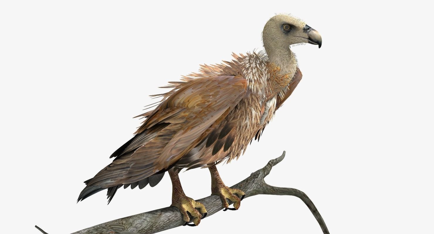 Griffon Vulture - rigged - animated 3D model_20