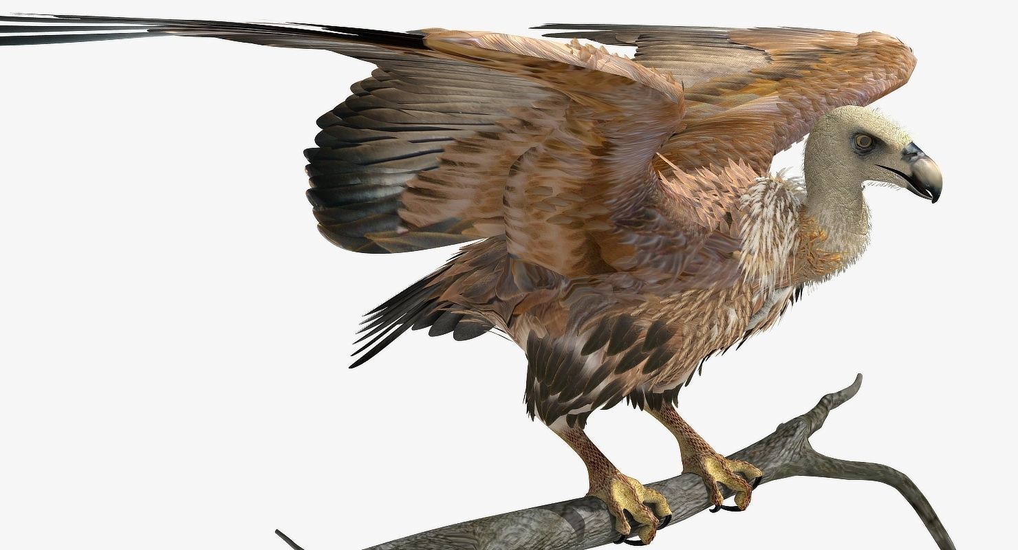 Griffon Vulture - rigged - animated 3D model_22