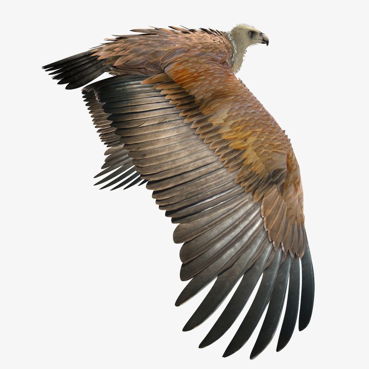 Griffon Vulture - rigged - animated 3D model_24