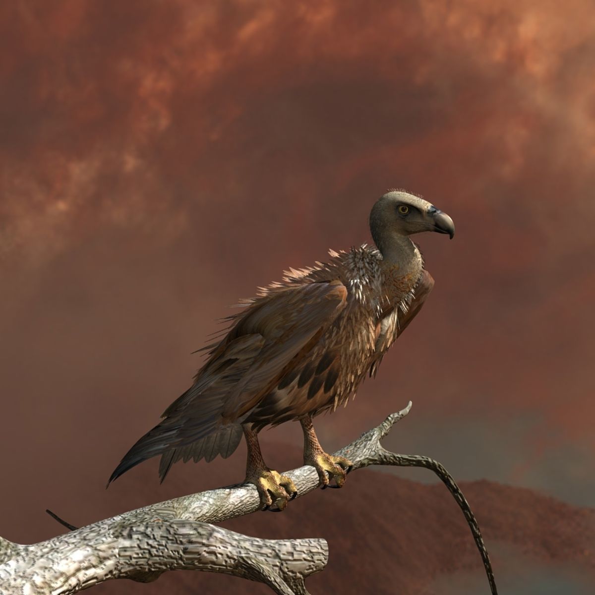 Griffon Vulture - rigged - animated 3D model_26