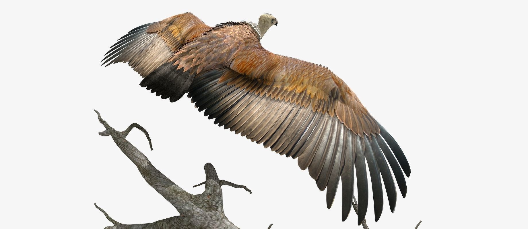 Griffon Vulture - rigged - animated 3D model_18