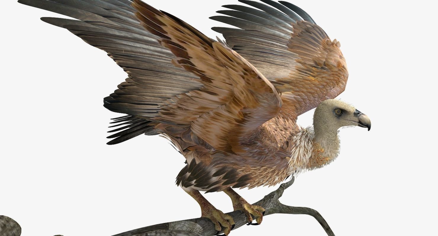 Griffon Vulture - rigged - animated 3D model_21