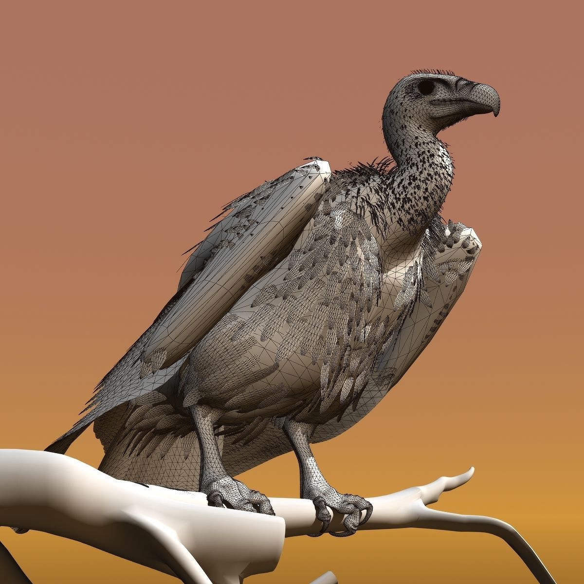 Griffon Vulture - rigged - animated 3D model_32