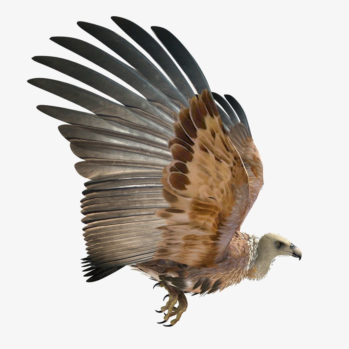 Griffon Vulture - rigged - animated 3D model_23