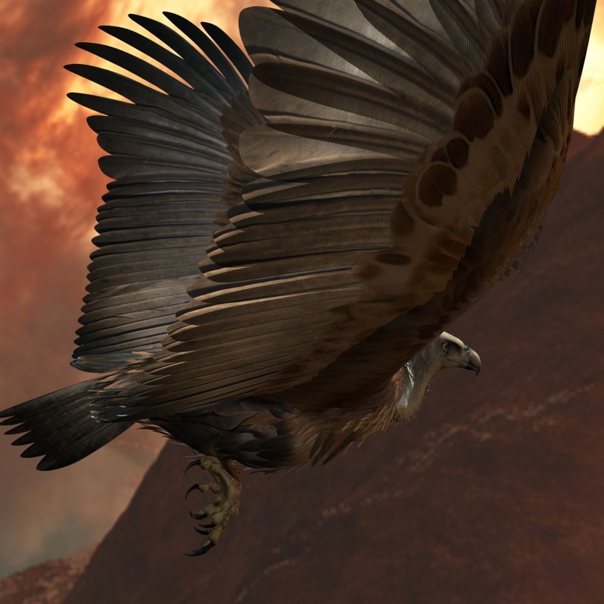 Griffon Vulture - rigged - animated 3D model_29