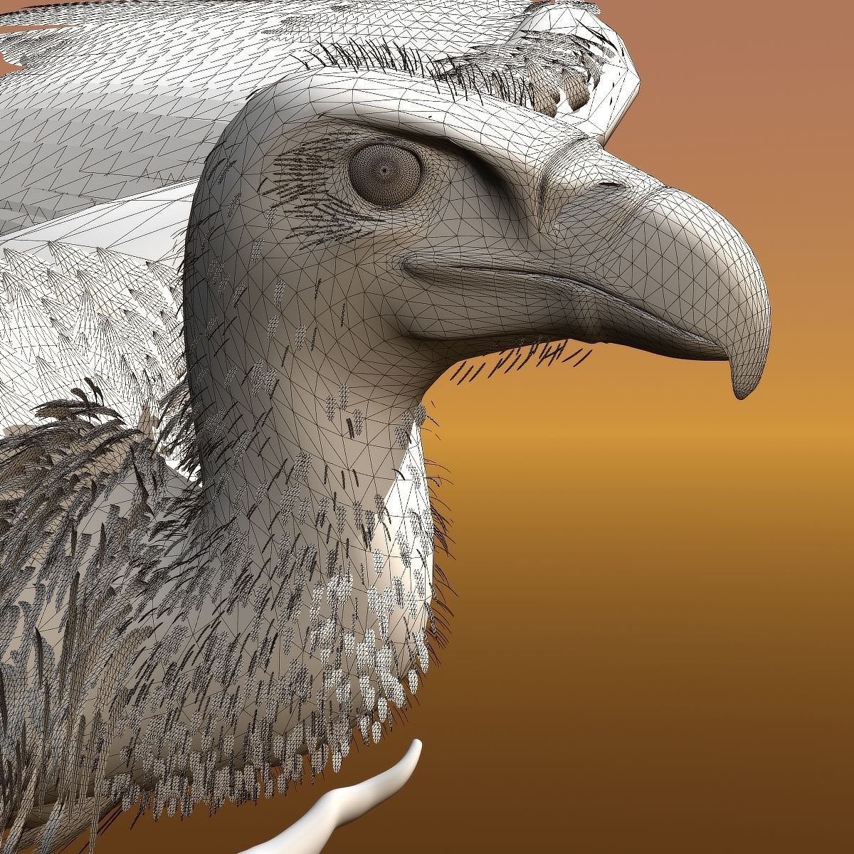 Griffon Vulture - rigged - animated 3D model_33