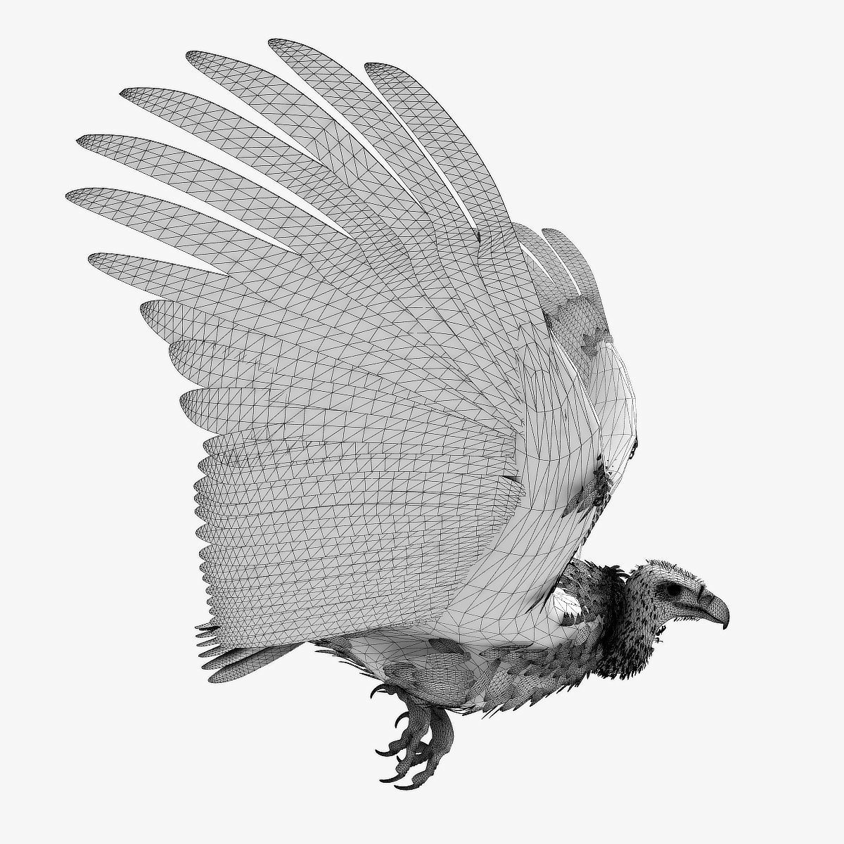 Griffon Vulture - rigged - animated 3D model_4