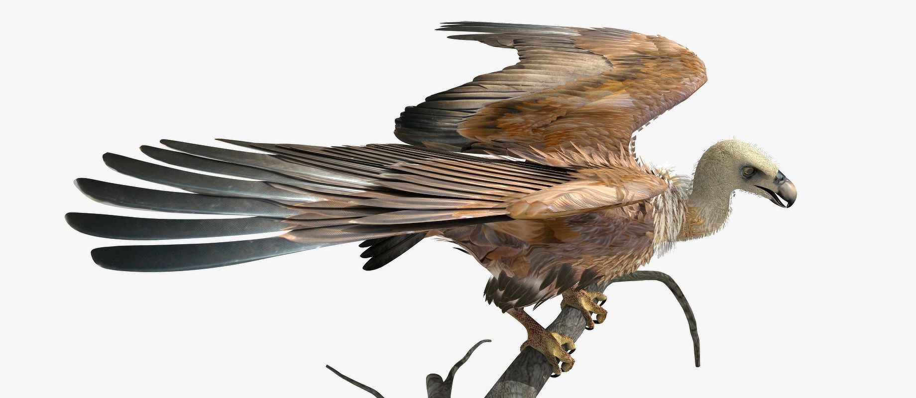 Griffon Vulture - rigged - animated 3D model_19