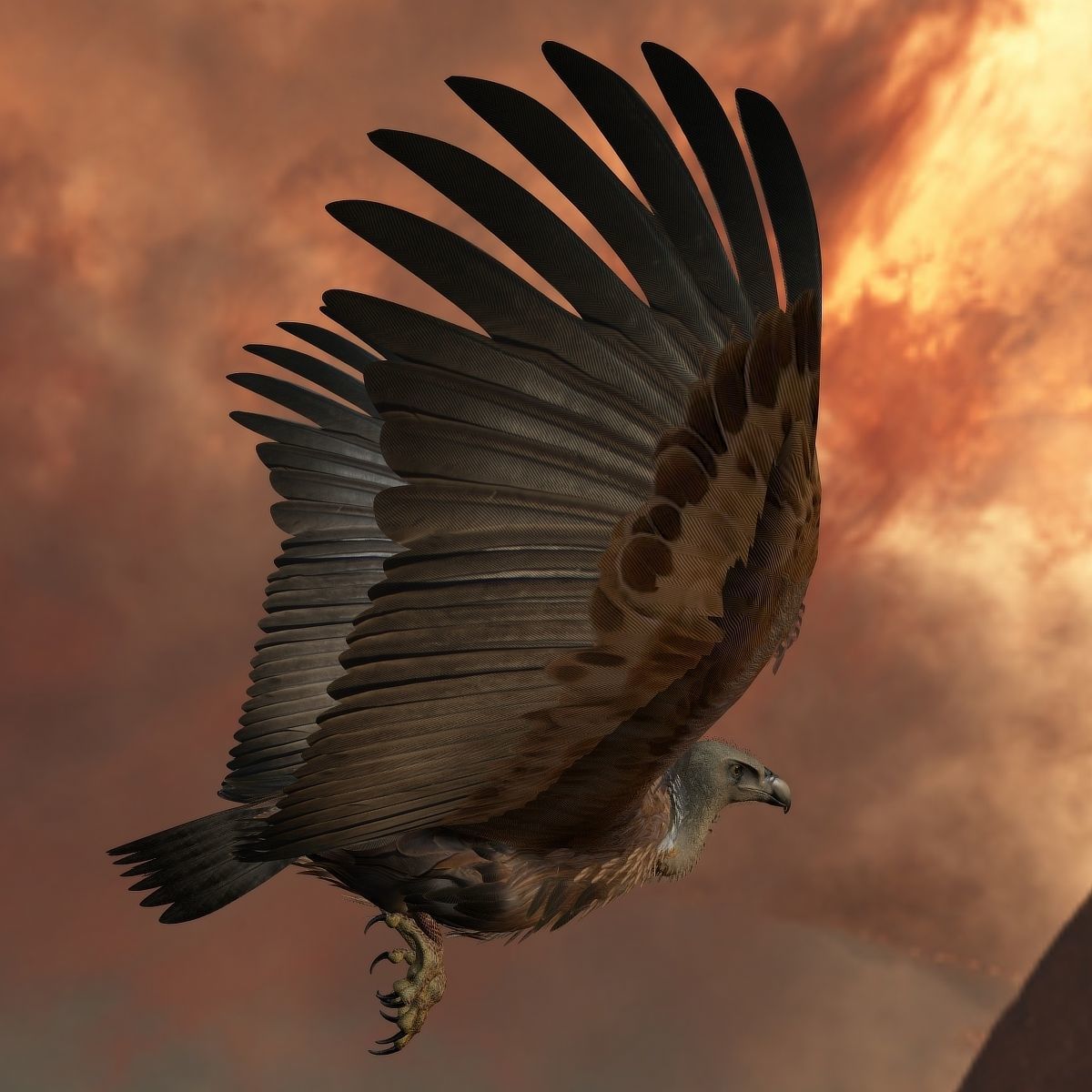 Griffon Vulture - rigged - animated 3D model_13