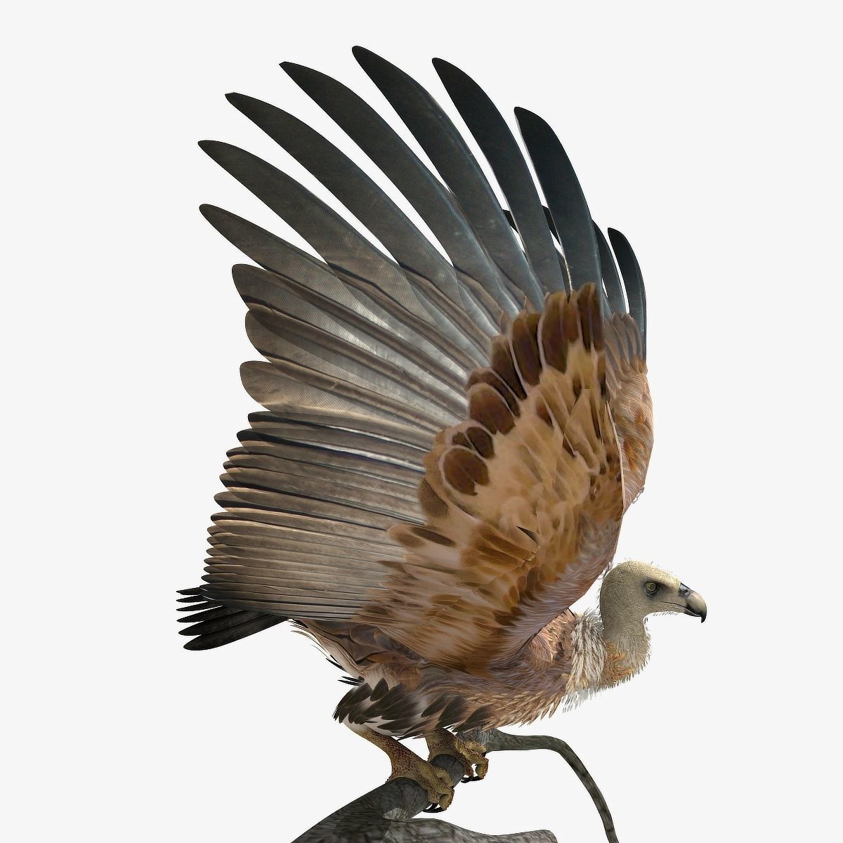 Griffon Vulture - rigged - animated 3D model_25
