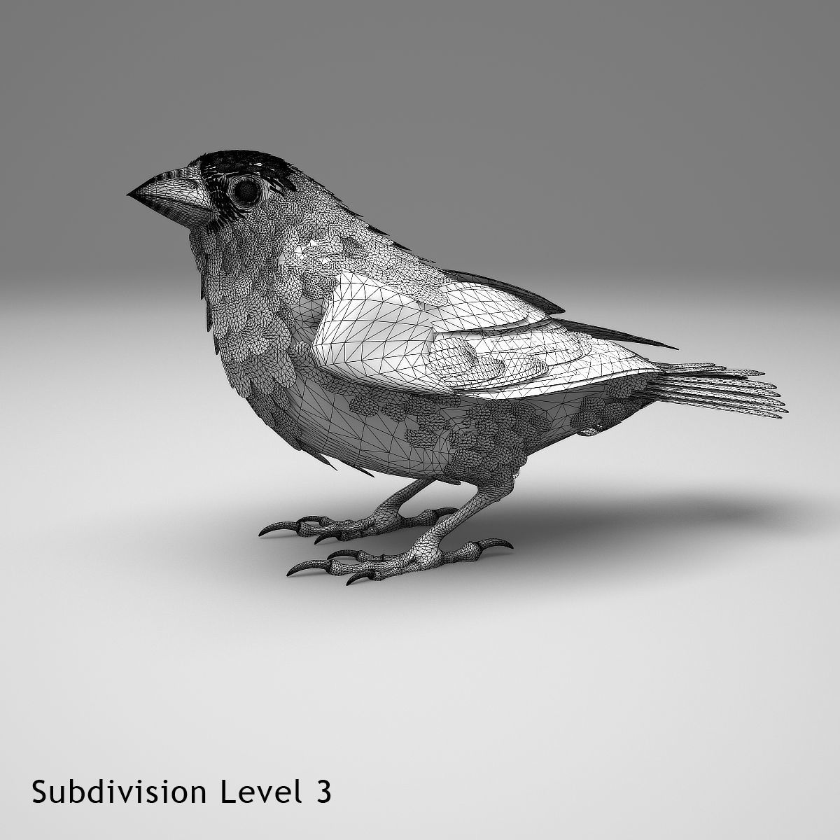 House finch - rigged - animated 3D model_14