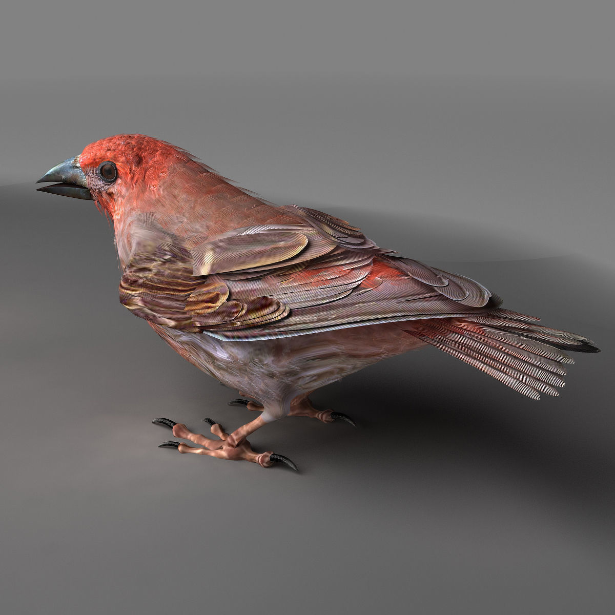 House finch - rigged - animated 3D model_12