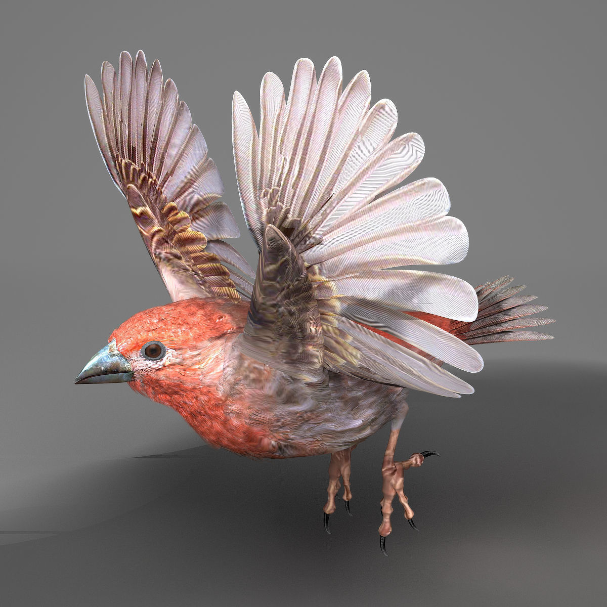 House finch - rigged - animated 3D model_7