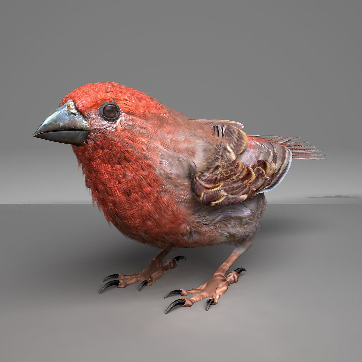House finch - rigged - animated 3D model_9