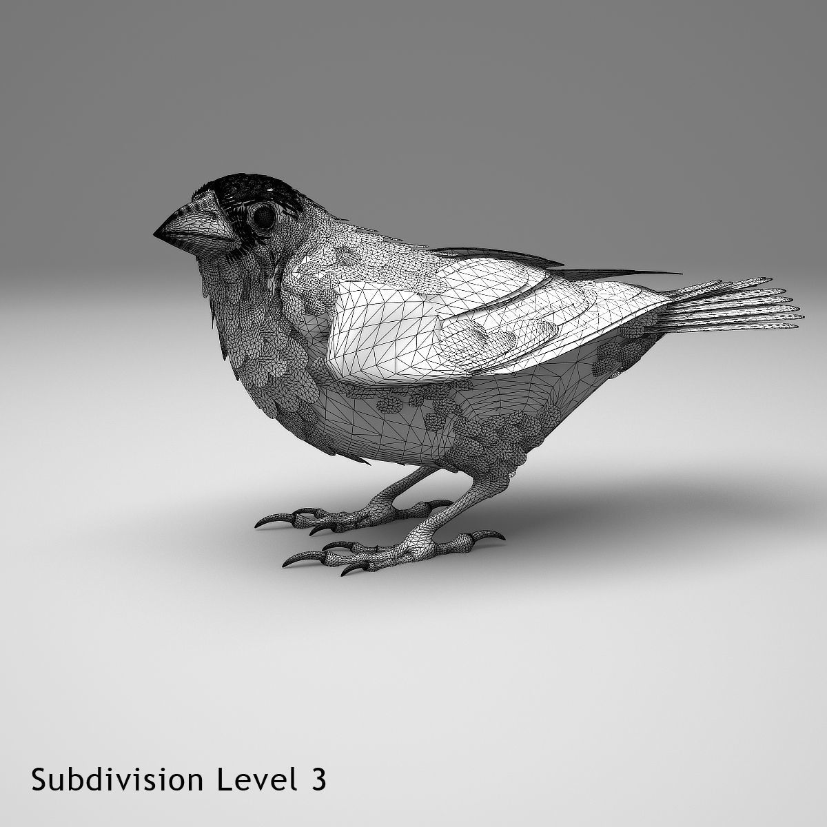 House finch - rigged - animated 3D model_17