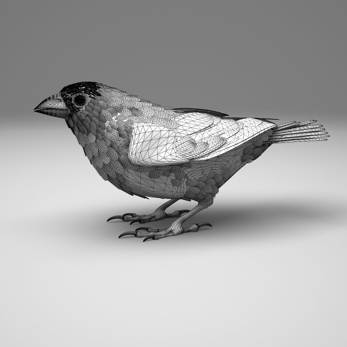 House finch - rigged - animated 3D model_21