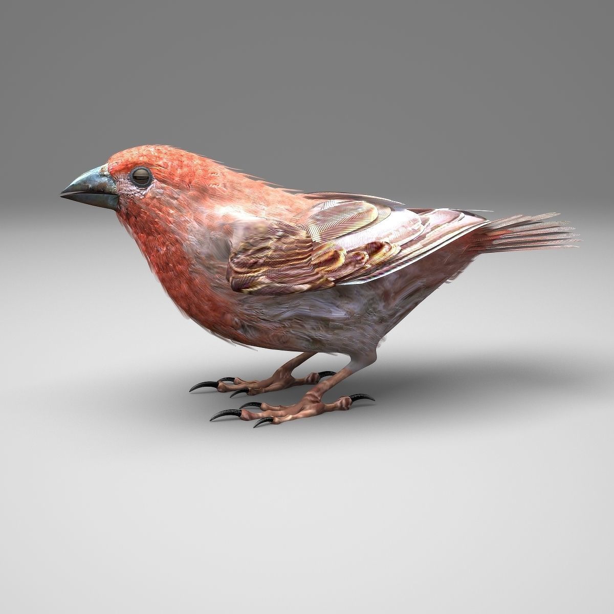 House finch - rigged - animated 3D model_23