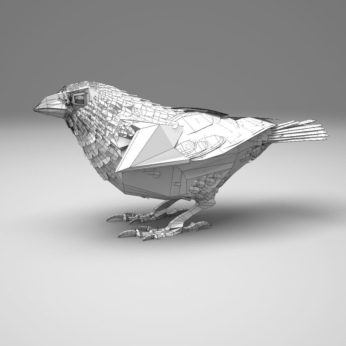 House finch - rigged - animated 3D model_24