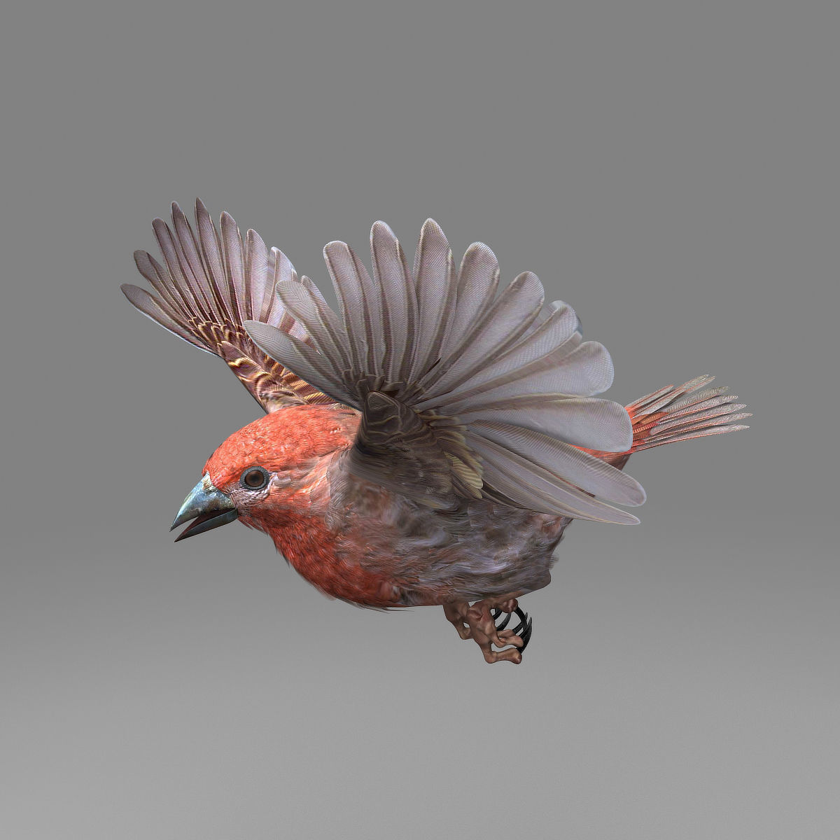 House finch - rigged - animated 3D model_5